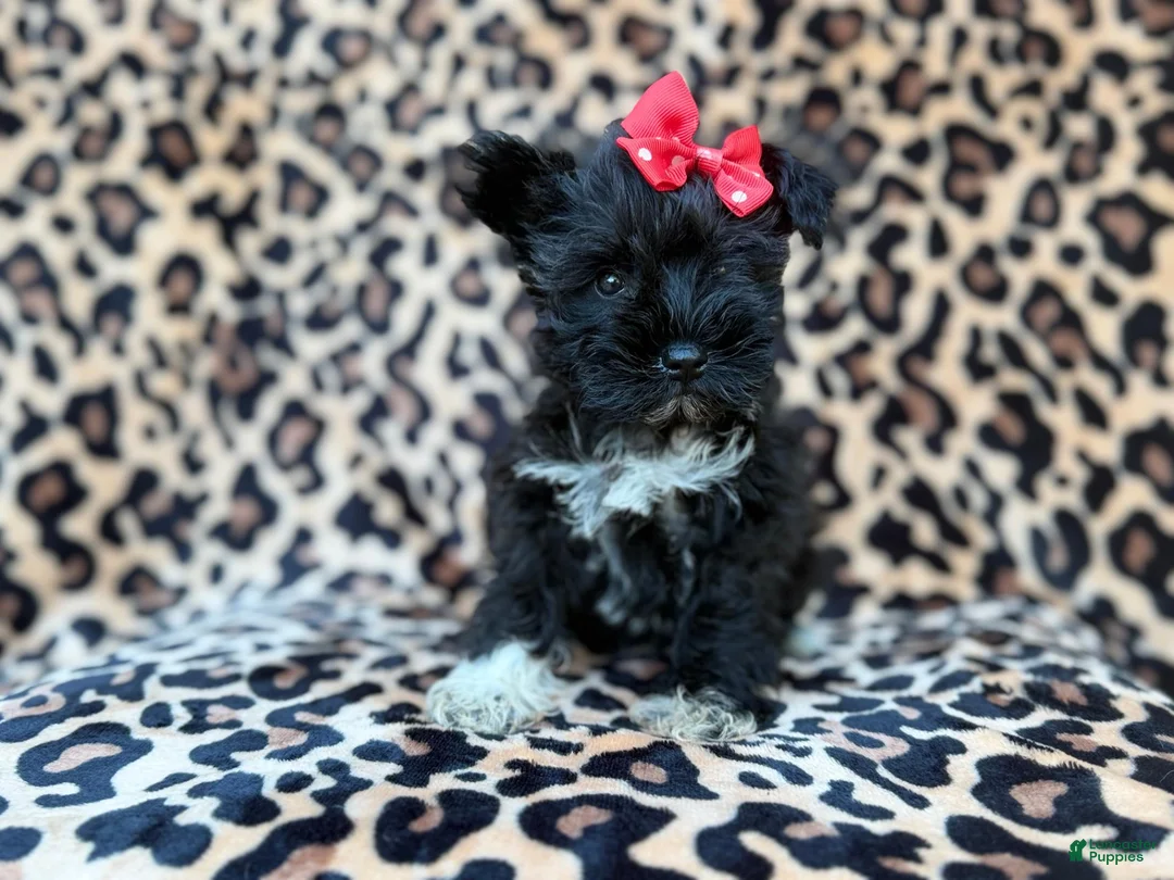Miniature Schnauzer dogs for sale: Zelda - Ad 10