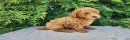 Mini Bernedoodle dogs for sale: Blake - Ad 12