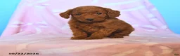 Mini Goldendoodle dogs for sale: Ready - Ad 1