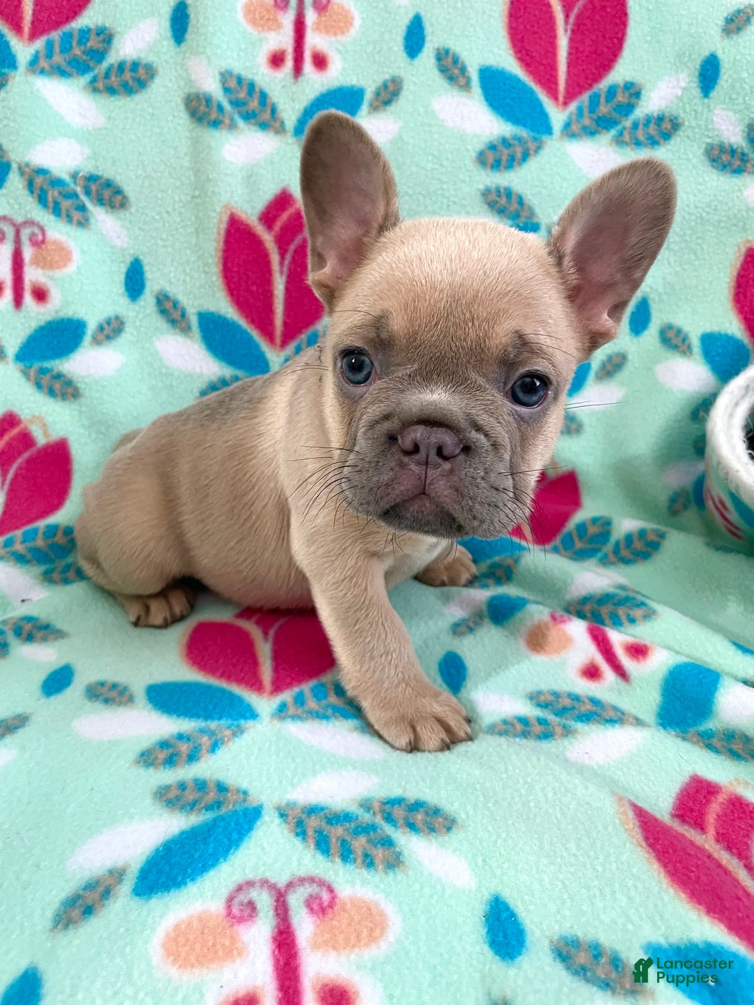 French Bulldog dogs for sale:  Puppy 7 - Ad 1