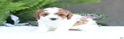 Mini Goldendoodle dogs for sale: Dolly - Ad 4