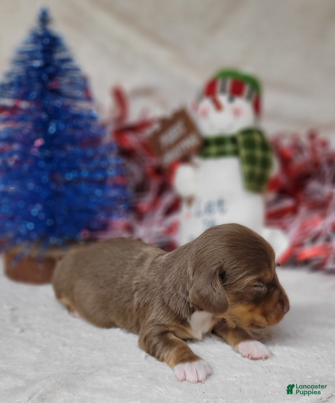 Miniature Dachshund dogs for sale: AKC Fang - Ad 2