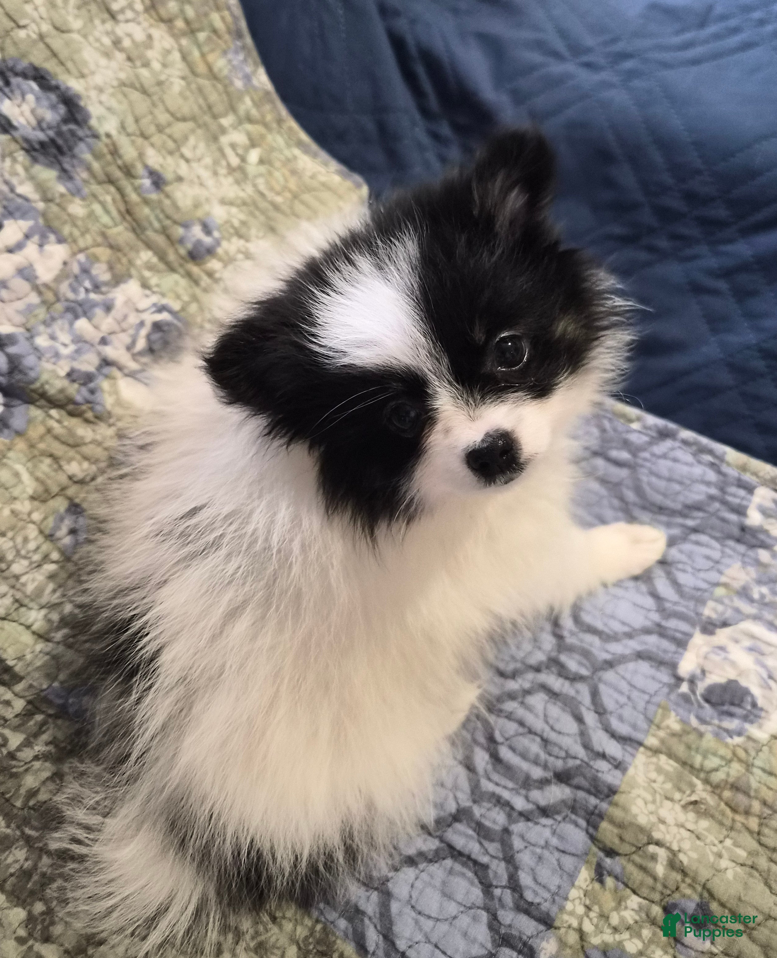 Pomeranian dogs Pumpkin  - Ad 42