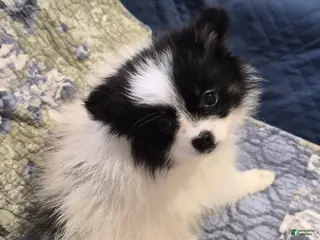 Pomeranian dogs Pumpkin - Ad 42