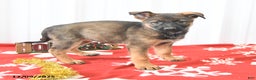 German Shepherd dogs for sale: Lila  - Ad 3