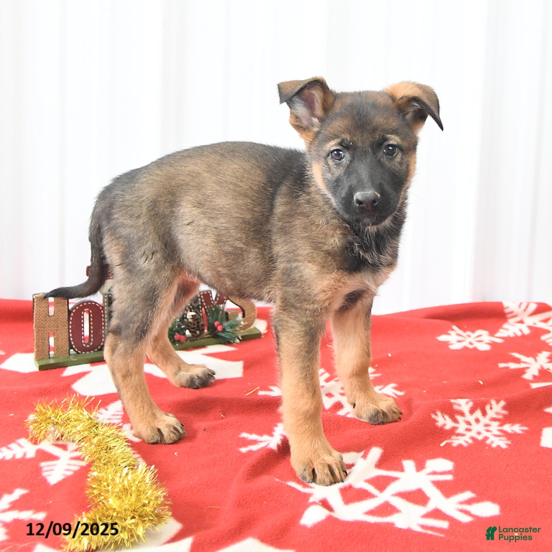 German Shepherd dogs for sale: Lila  - Ad 3