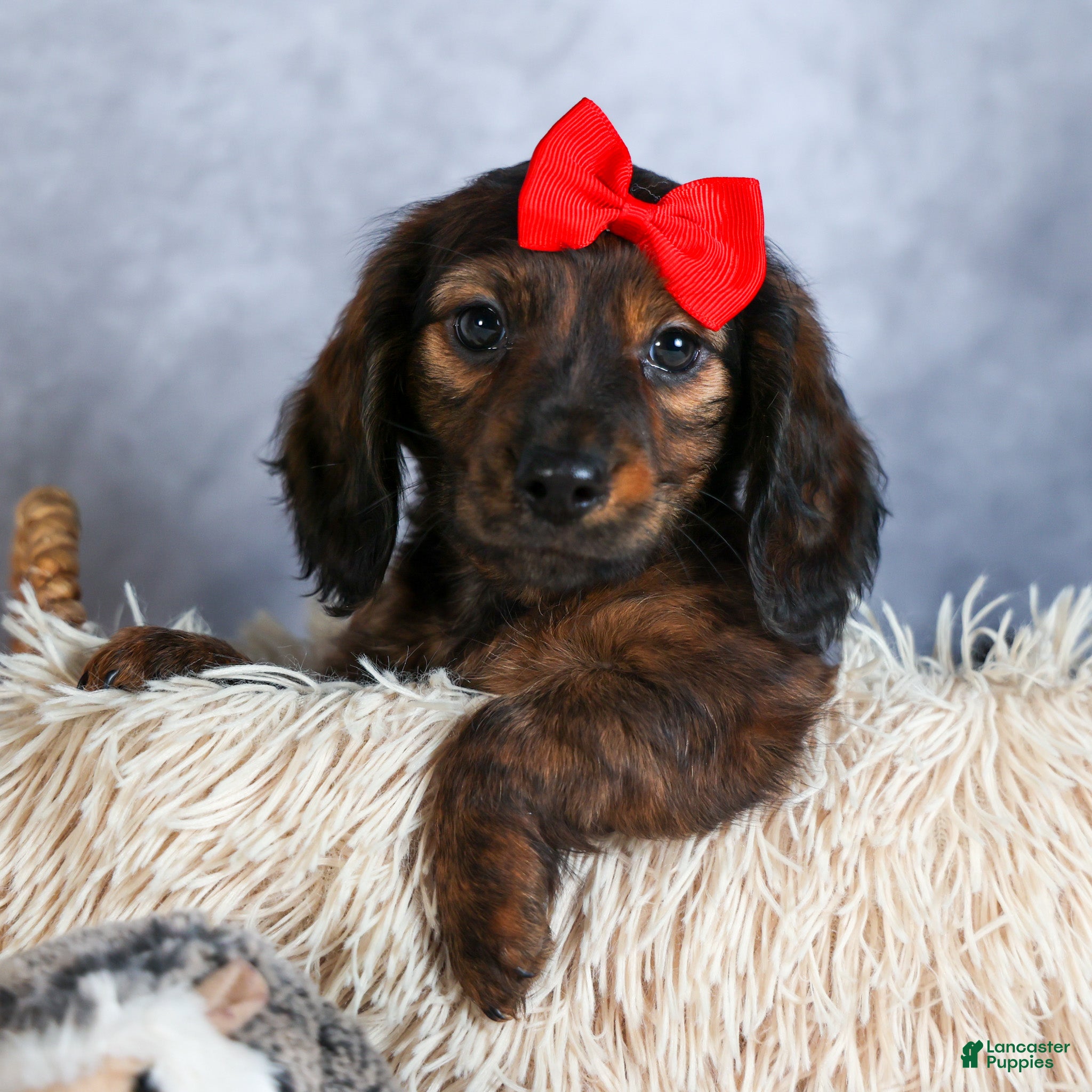 Miniature Dachshund dogs Felix - Ad 38