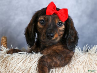Miniature Dachshund dogs Felix - Ad 38