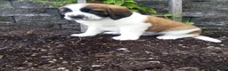 Saint Bernard dogs for sale: Molly  - Ad 3