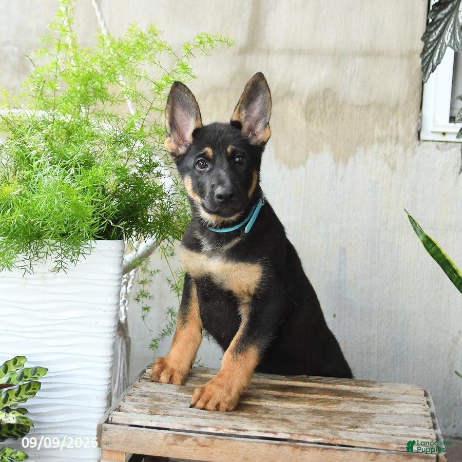 German Shepherd dogs Nova - Ad 2