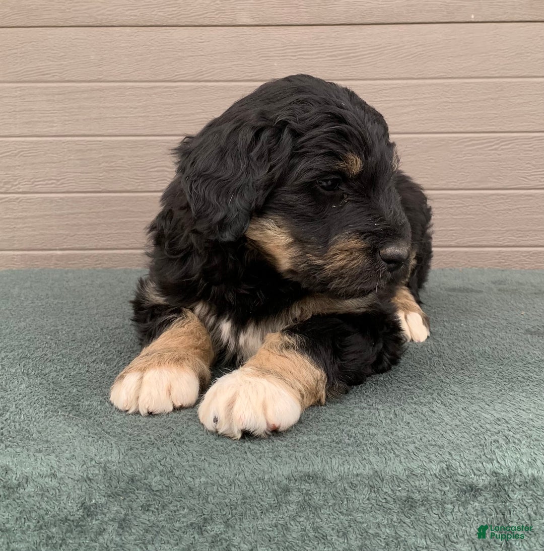 Aussiedoodle dogs for sale: Trixy - Ad 4