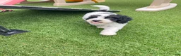 Mini Bernedoodle dogs for sale: Dalton - Ad 5