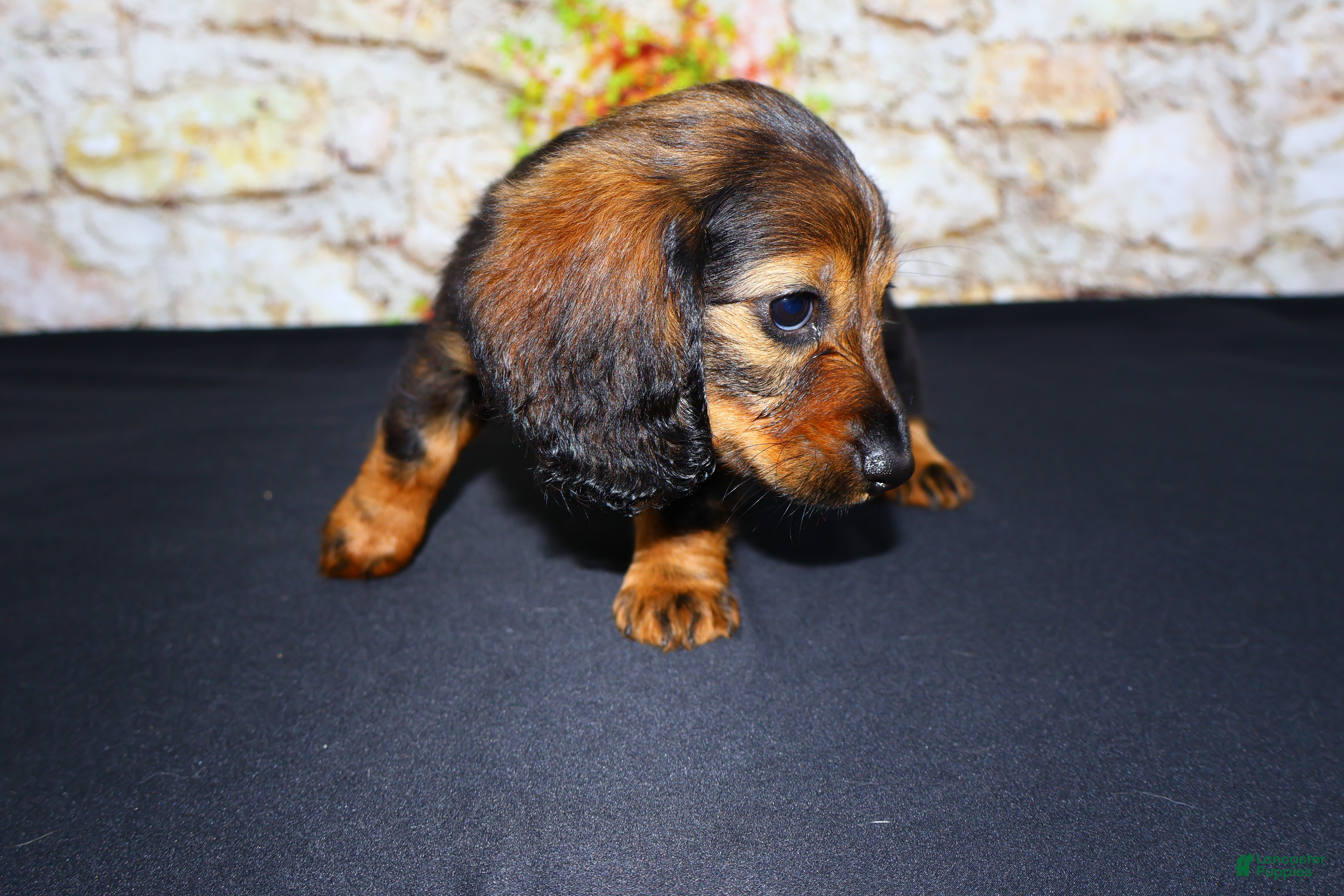 Miniature Dachshund dogs Wendy - Ad 1