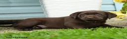 Labrador Retriever dogs for sale: Carolina - Ad 3