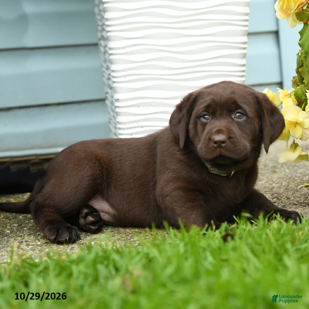 Labrador Retriever dogs for sale: Carolina - Ad 3