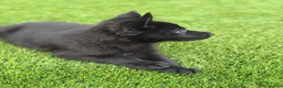 German Shepherd dogs for sale: German Shepherd 3 male and female - Ad 3