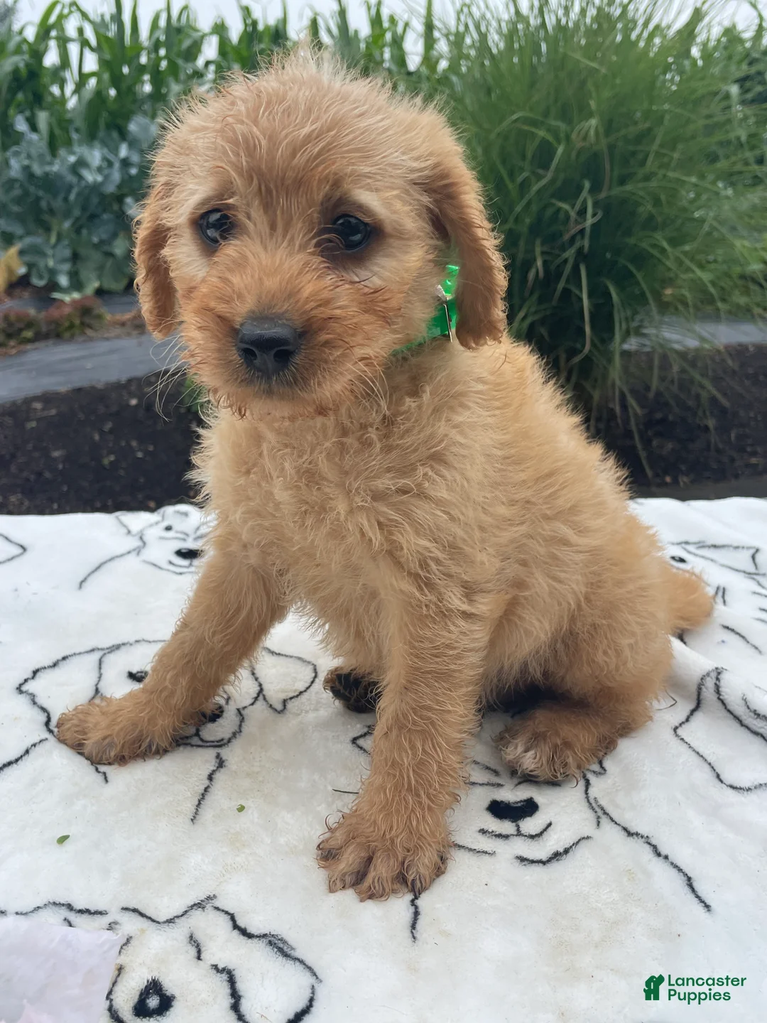 Labradoodle dogs for sale: Edgar - Ad 4