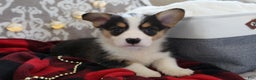 Welsh Corgi Pembroke dogs for sale: Jingles - Ad 12
