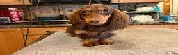Miniature Dachshund dogs for sale: Russian AKC boy - Ad 7
