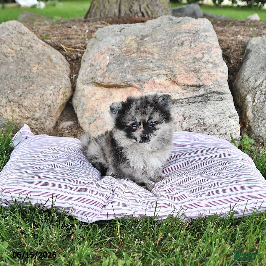 Pomeranian dogs Kingston - Ad 1