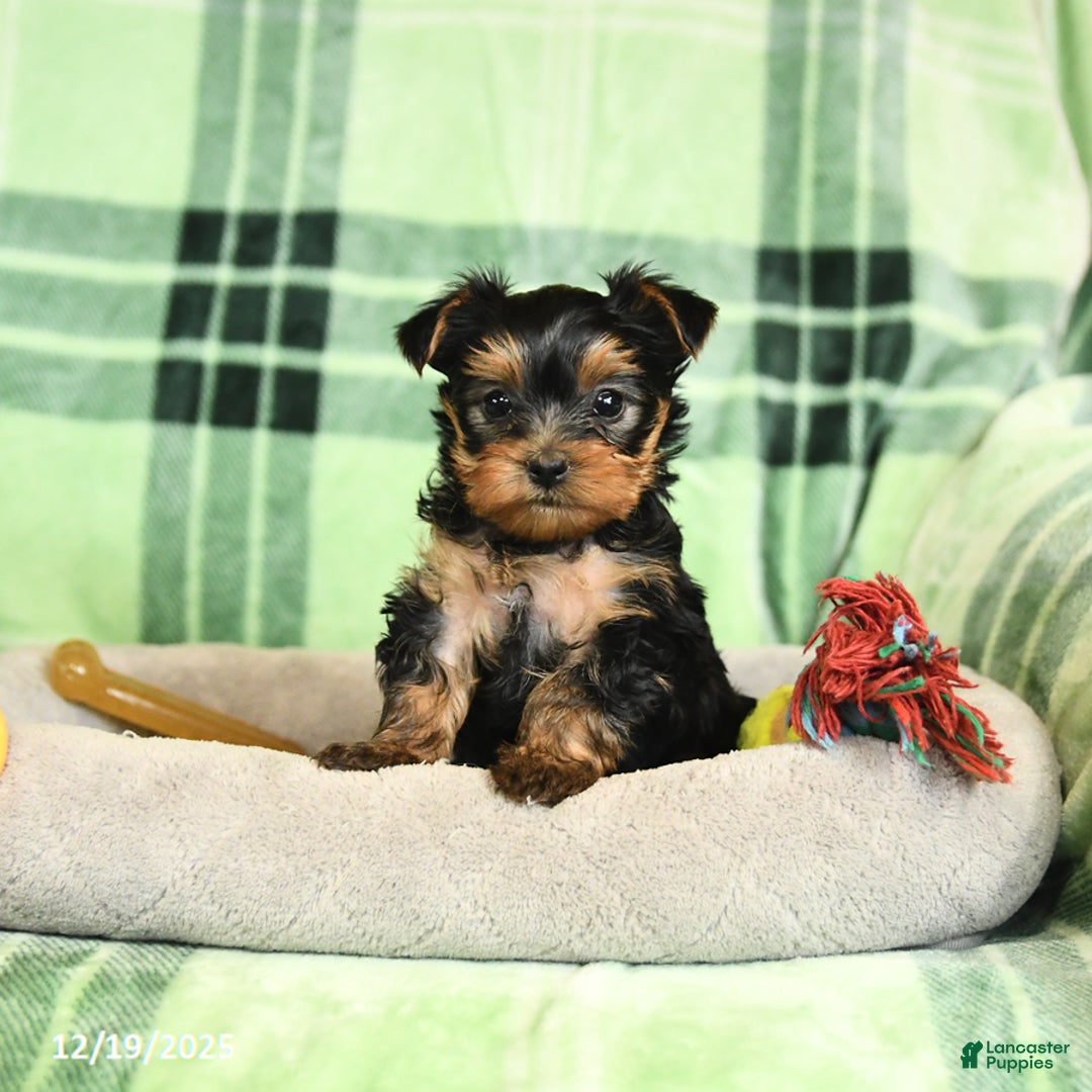 Yorkshire Terrier dogs for sale: Daffodil - Ad 2