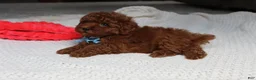 Toy Poodle dogs for sale: Tyler - Ad 3