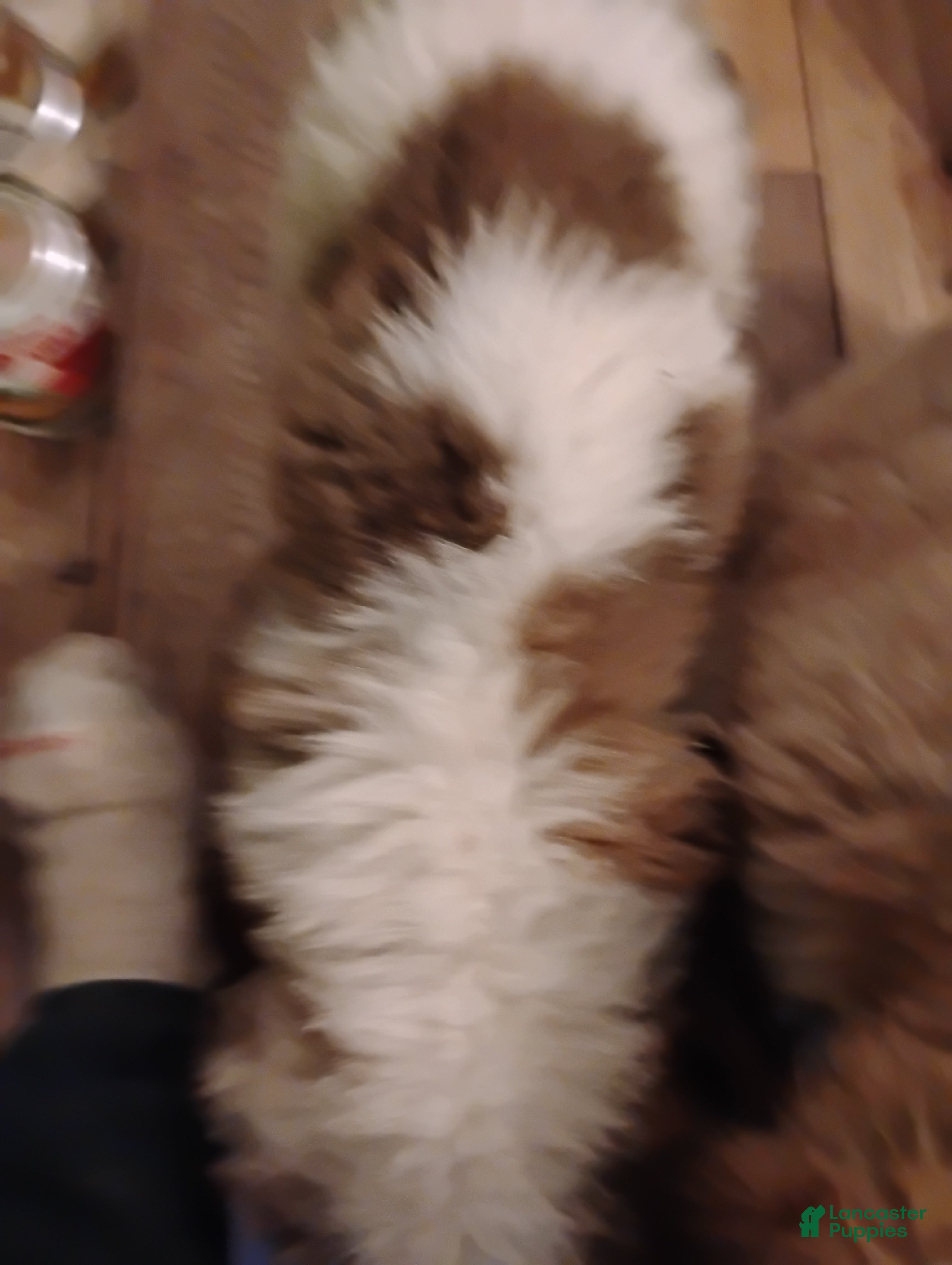 Saint Bernard dogs Saint Bernard Puppy 3 - Ad 29