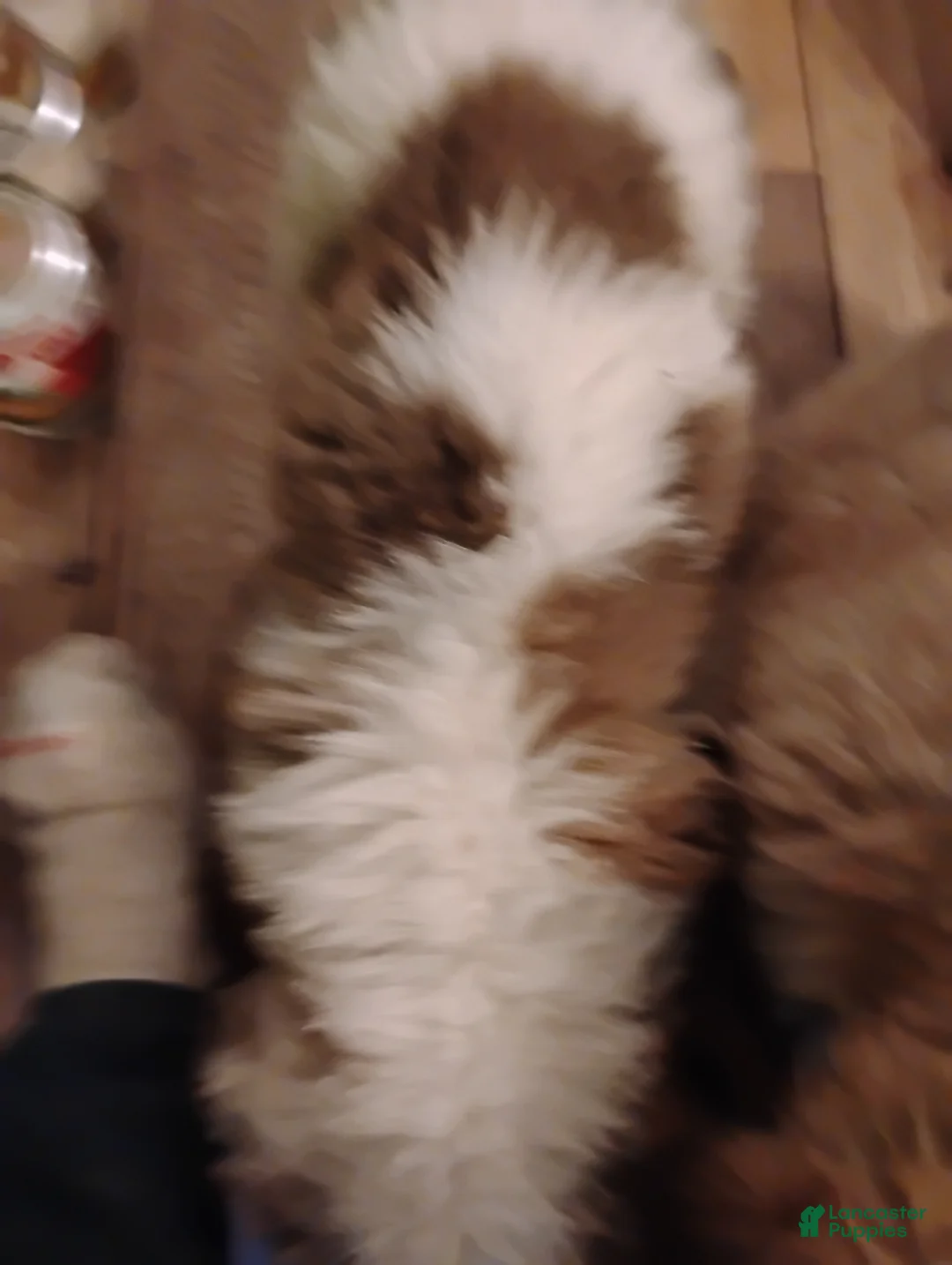 Saint Bernard dogs for sale: Saint Bernard Puppy 3 - Ad 1