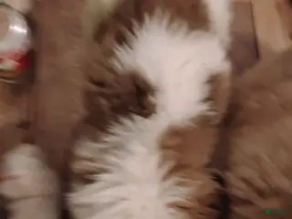 Saint Bernard dogs Saint Bernard Puppy 3 - Ad 20