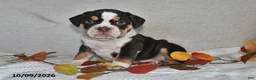 Beabull dogs for sale: Rambo - Ad 1