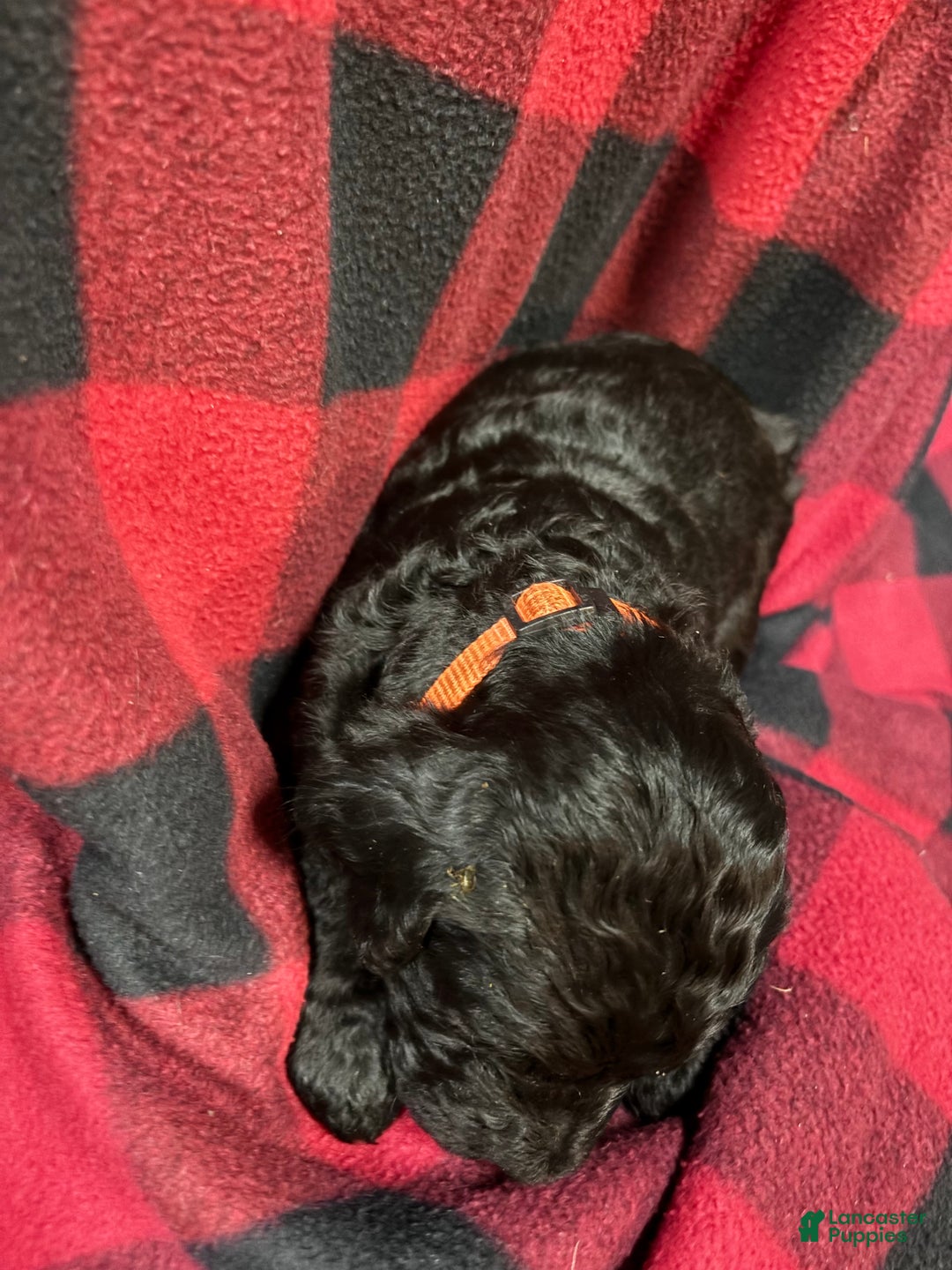 Labradoodle dogs for sale: Labradoodle Puppy 1 - Ad 2