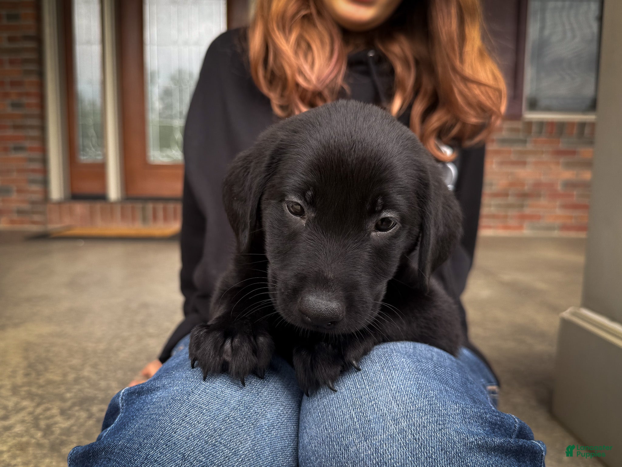 Labrador Retriever dogs Remi - Ad 2