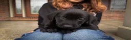 Labrador Retriever dogs for sale: Remi - Ad 2