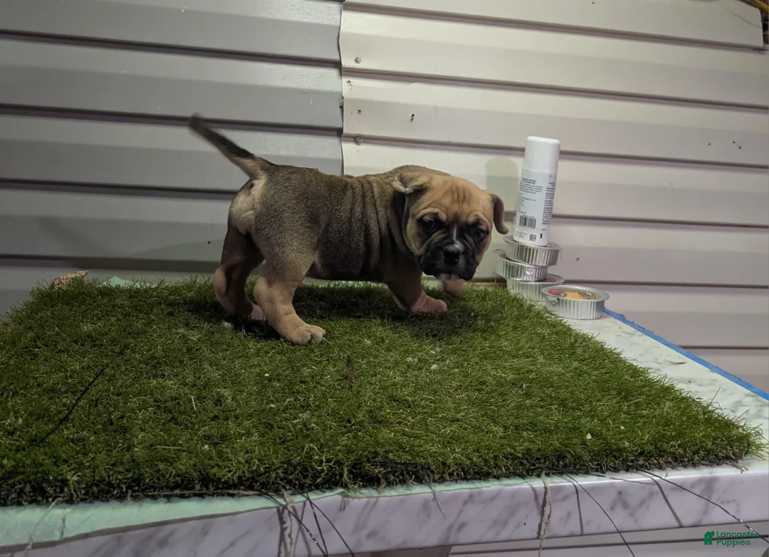 American Bully dogs for sale: American Bully Puppy 1 - Ad 4