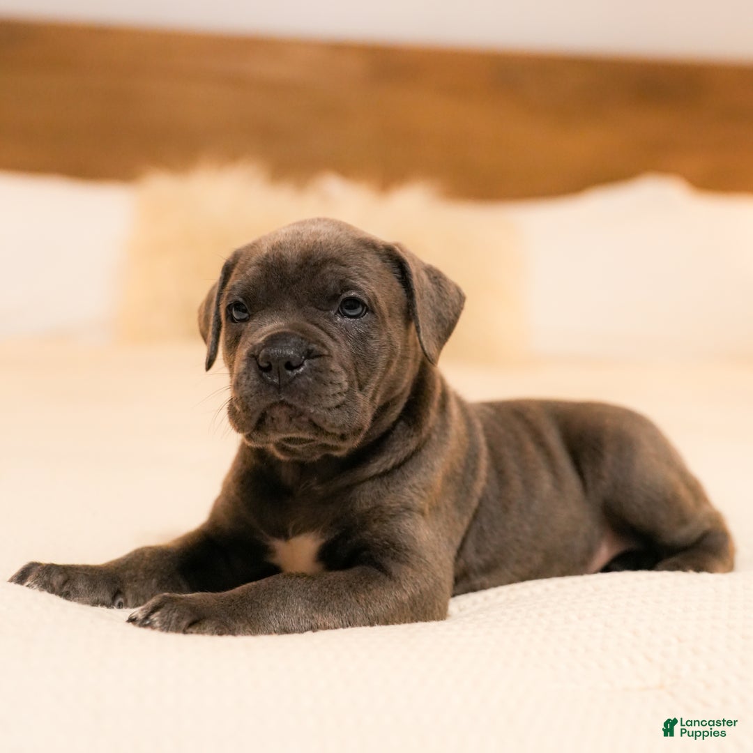 Mixed Breed dogs for sale: Clare - Image 4