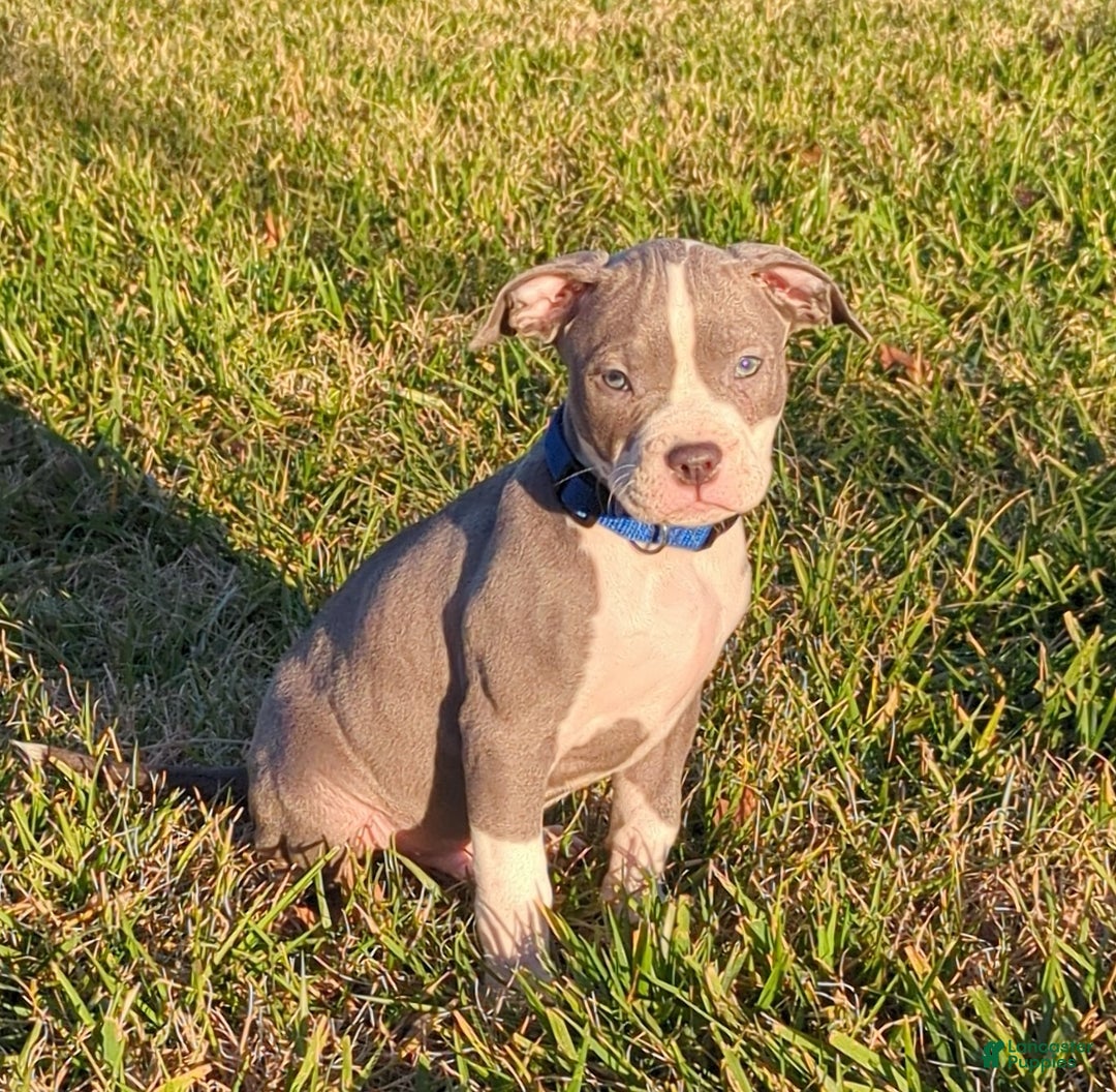 American Bully dogs for sale: Classic  - Ad 2