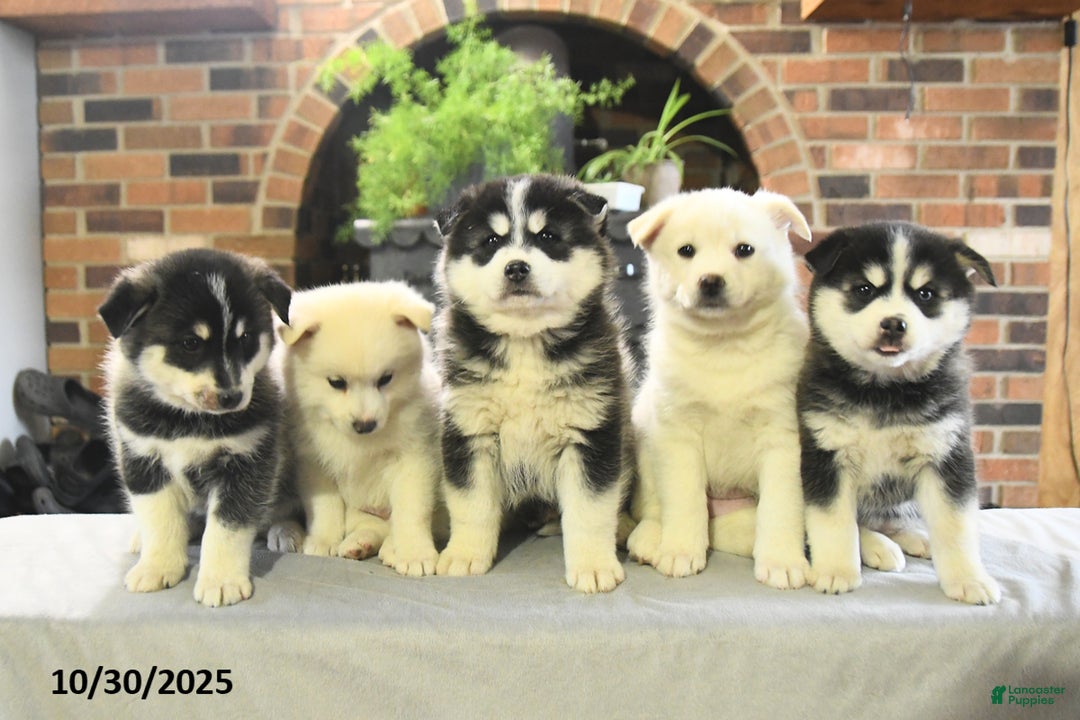 Pomsky dogs for sale: Keira - Ad 5