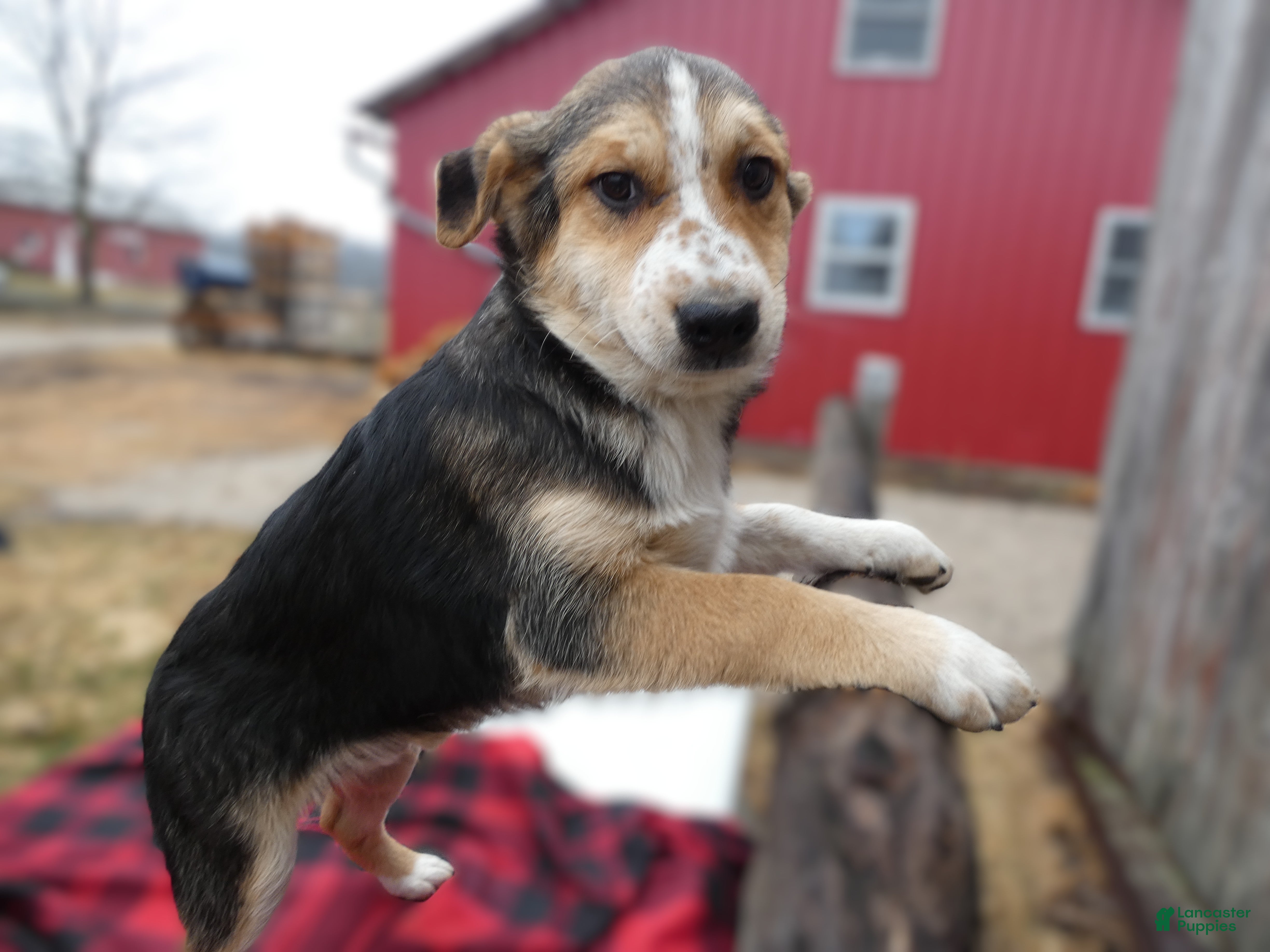 Mixed Breed dogs Mixed Breed Puppy 2 Freckles - Ad 42