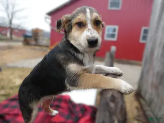 Mixed Breed dogs Mixed Breed Puppy 2 Freckles - Ad 42