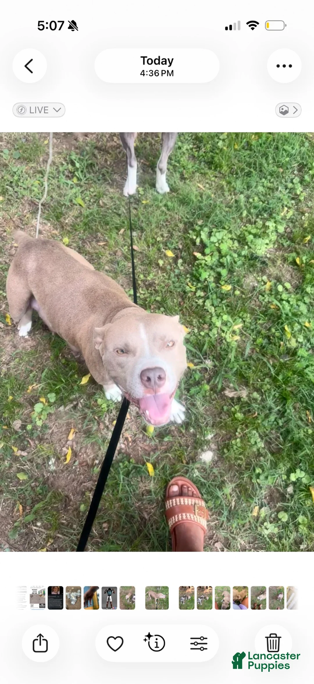 American Bully dogs for sale: C2 - Ad 8