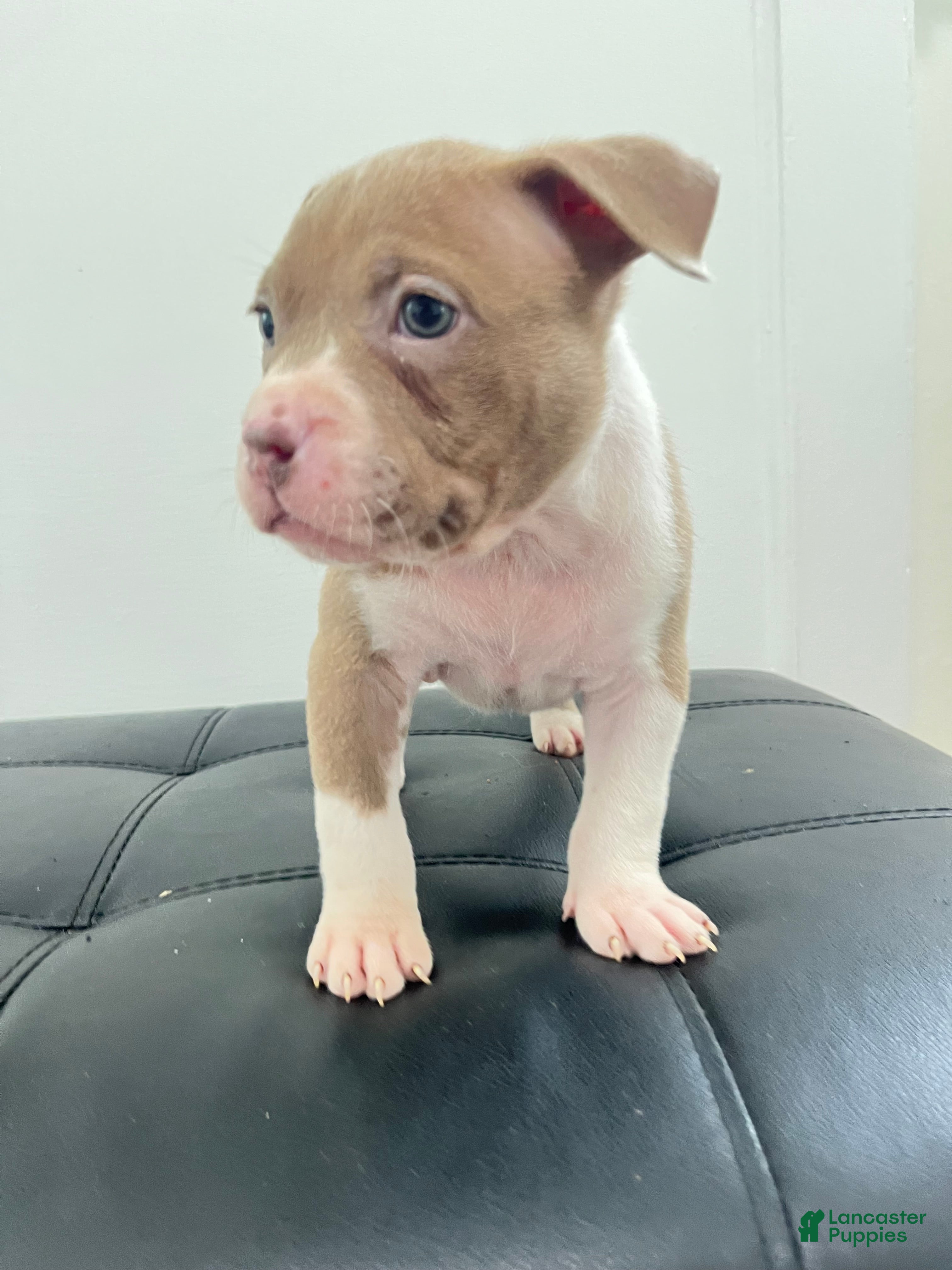American Bully dogs American Bully 5 - Ad 17