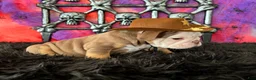 English Bulldog dogs for sale: Bonno - Ad 4