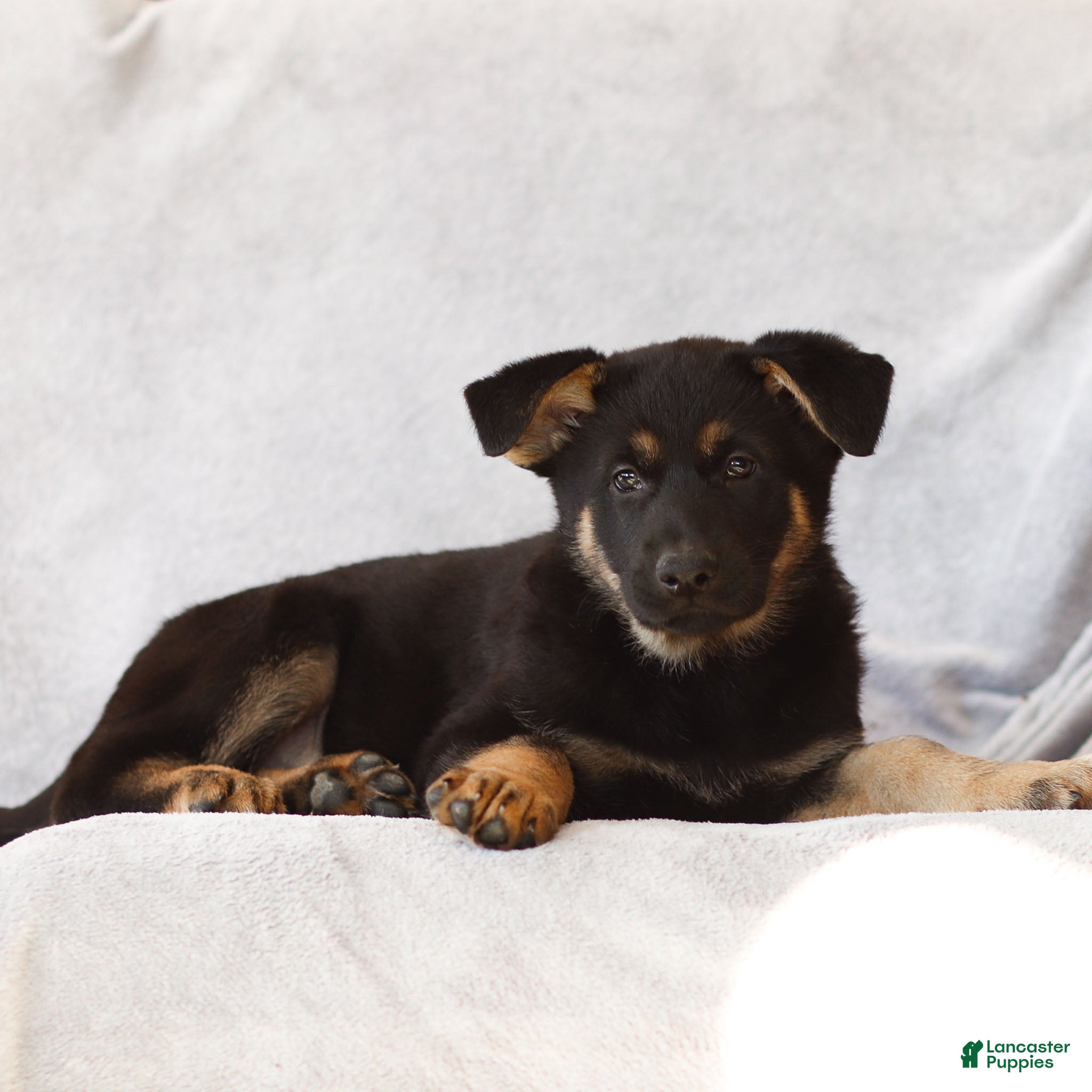 German Shepherd dogs Toby the German Shepherd Puppy - Ad 2