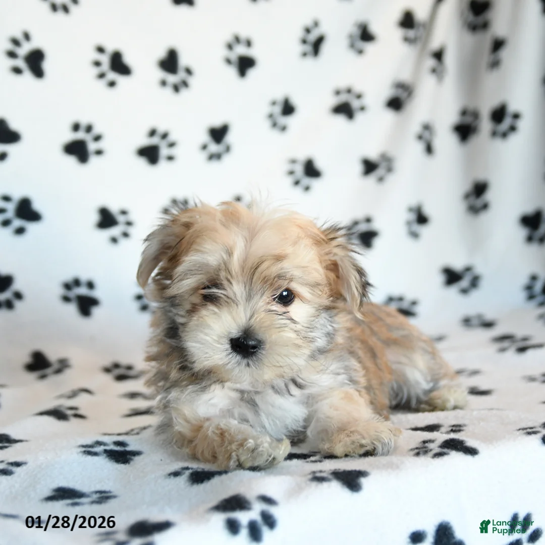 Morkie dogs for sale: Nugget - Ad 2