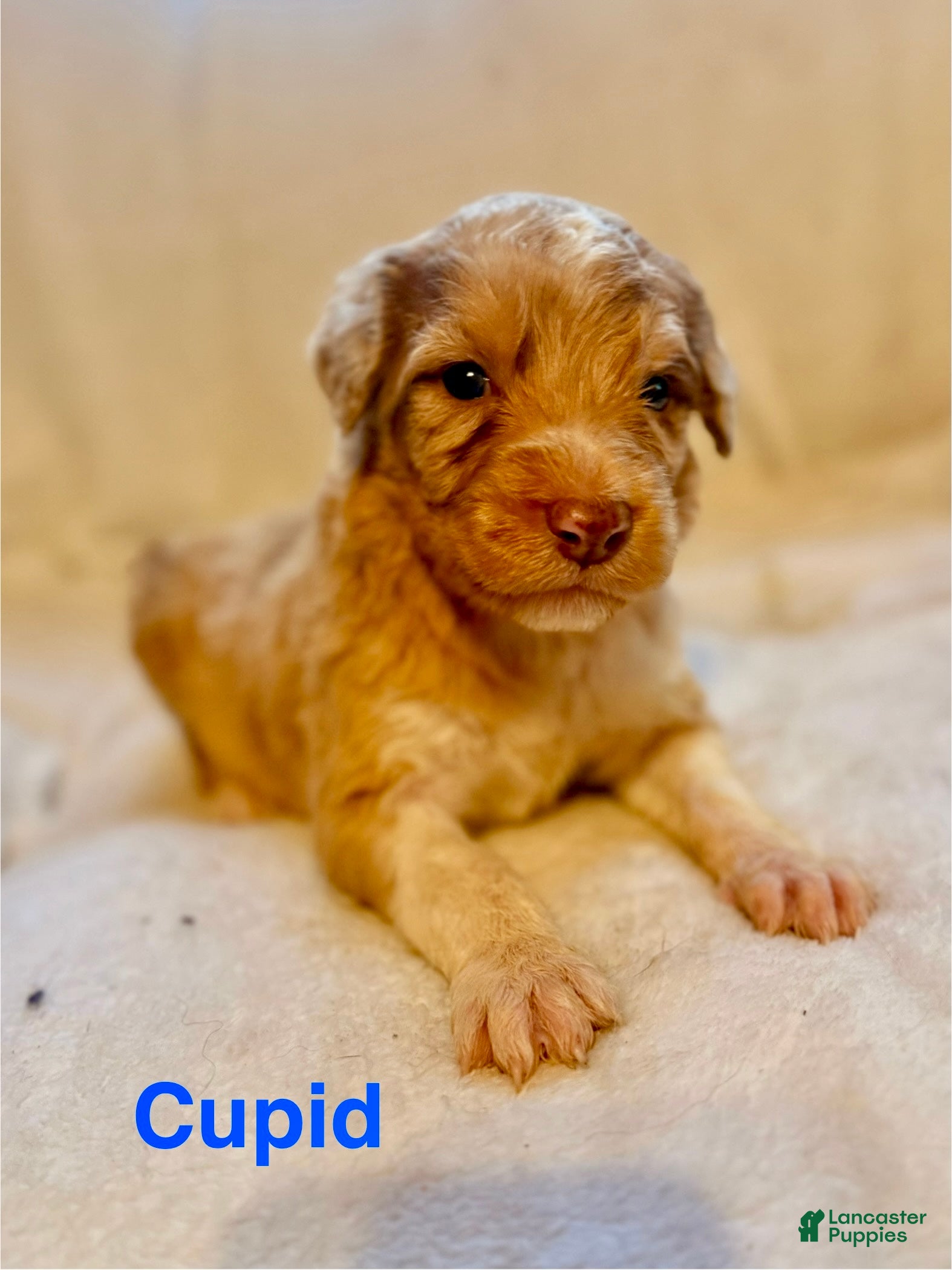 Aussiedoodle dogs Cupid - Ad 1
