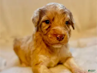 Aussiedoodle dogs for sale: Cupid - Ad 2