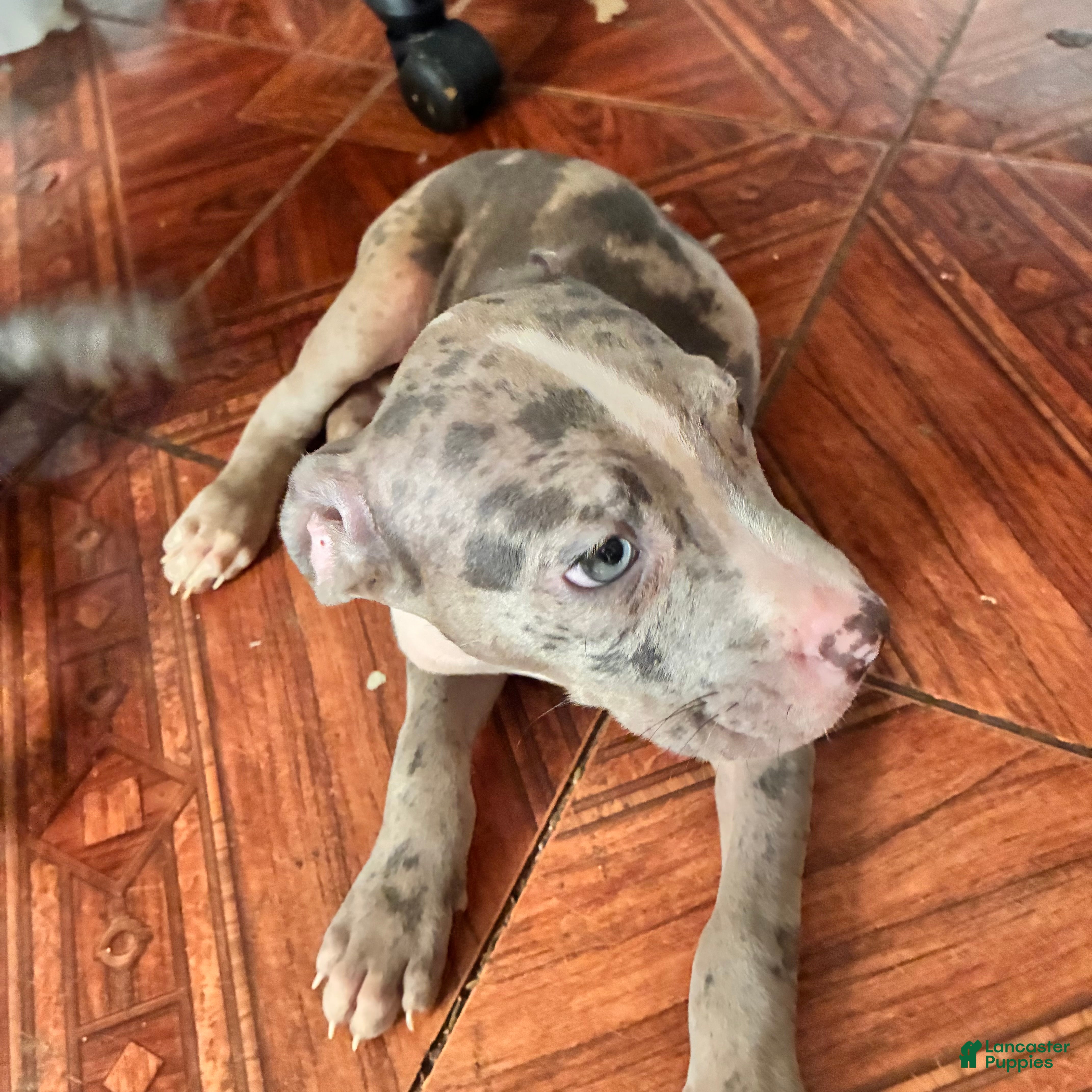 Mixed Breed dogs Mixed Breed 1 - Ad 1
