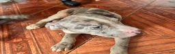 Mixed Breed dogs for sale: Mixed Breed 1 - Ad 1