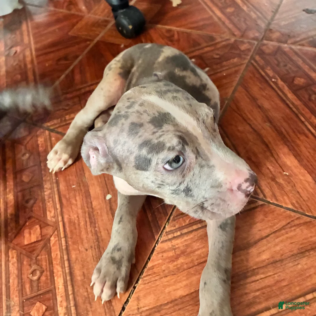 Mixed Breed dogs for sale: Mixed Breed 1 - Ad 1