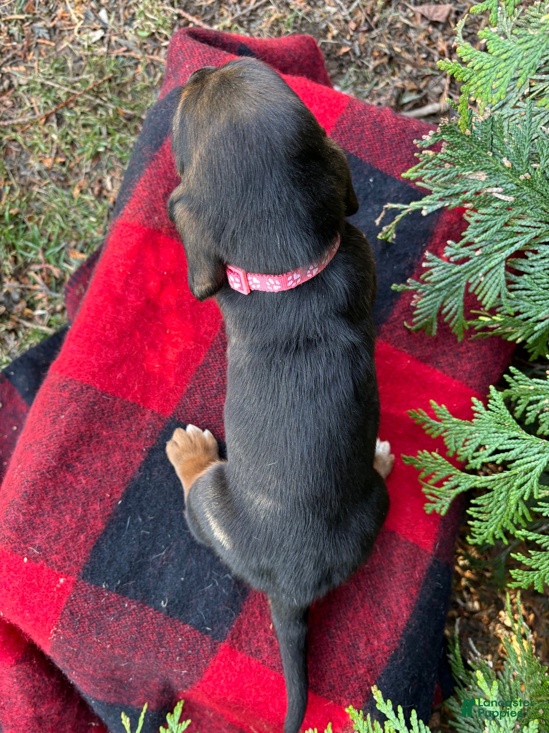 Basset Hound dogs for sale: Jovie - Ad 6